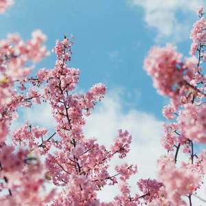 九九热最新获取地址
